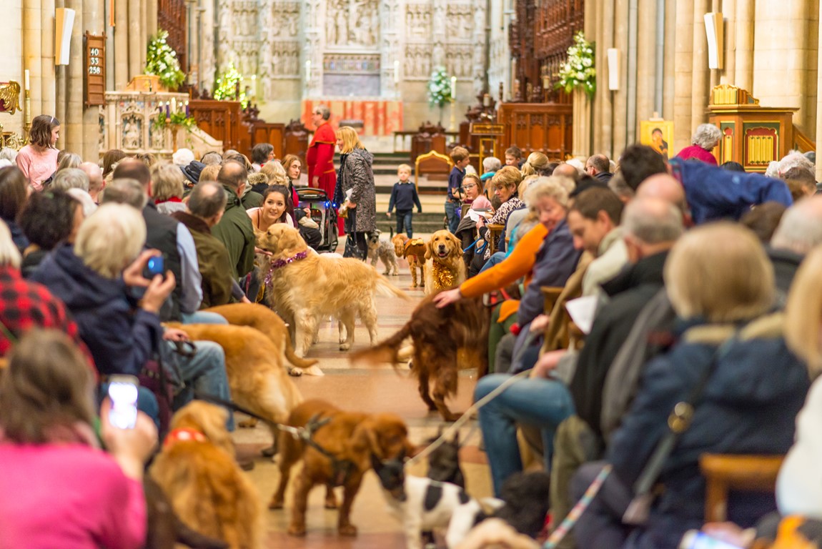 Lots of dogs in the aisle of Truro Cathedral at the pets carol service