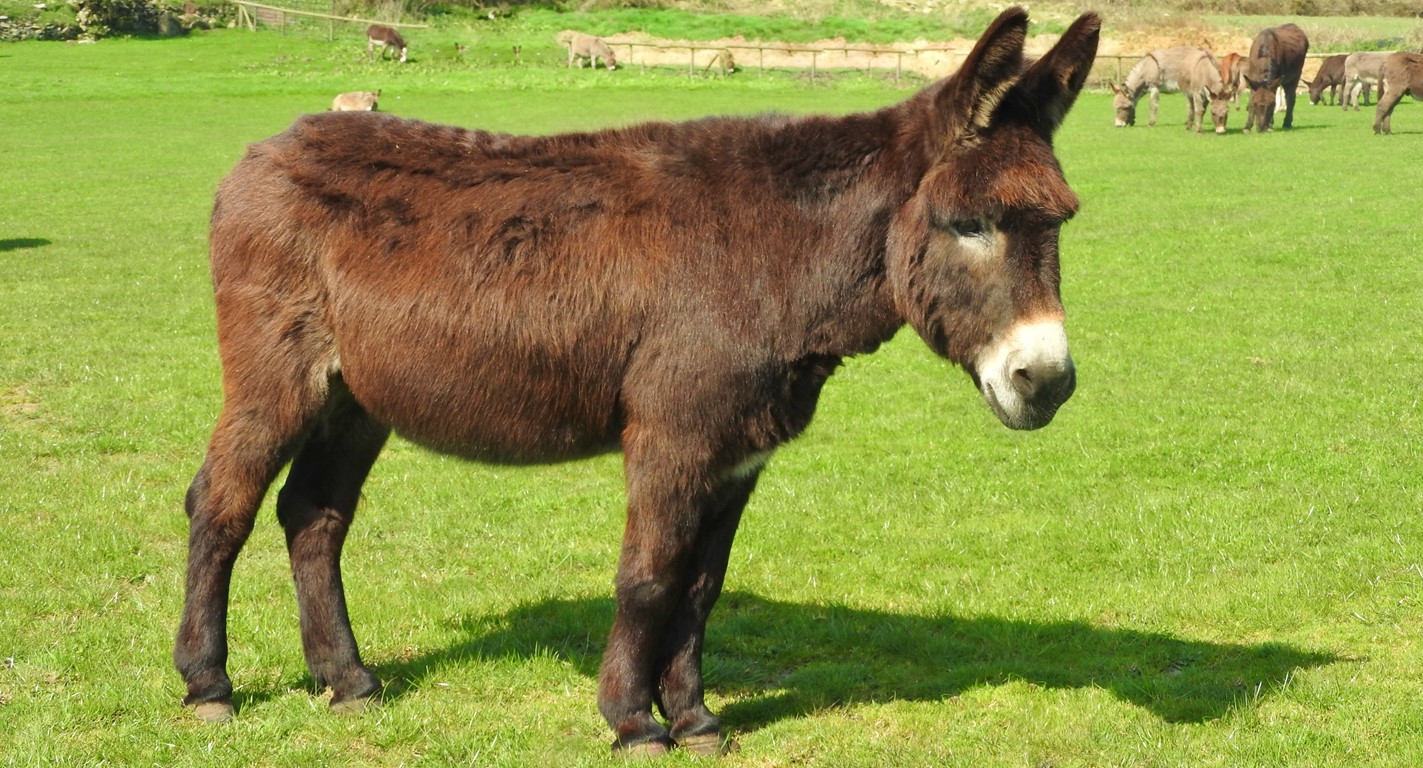 Brown donkey standing in a field